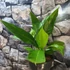 Kép 2/9 - Anthurium 'Big Bill'