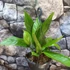 Kép 3/9 - Anthurium 'Big Bill'