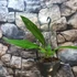 Kép 6/9 - Anthurium 'Big Bill'