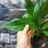 Kép 7/9 - Anthurium 'Big Bill'