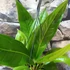 Kép 8/9 - Anthurium 'Big Bill'