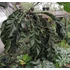 Kép 1/9 - Anthurium 'Big Bill'