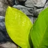 Kép 3/13 - Anthurium jenmanii Gold
