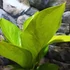 Kép 11/13 - Anthurium jenmanii Gold