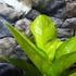 Kép 12/13 - Anthurium jenmanii Gold