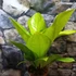 Kép 13/13 - Anthurium jenmanii Gold
