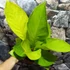 Kép 2/13 - Anthurium jenmanii Gold