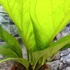Kép 4/13 - Anthurium jenmanii Gold