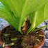 Kép 5/13 - Anthurium jenmanii Gold