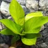 Kép 6/13 - Anthurium jenmanii Gold