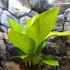 Kép 7/13 - Anthurium jenmanii Gold