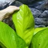Kép 9/13 - Anthurium jenmanii Gold