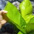 Kép 10/13 - Anthurium jenmanii Gold