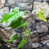 Kép 2/7 - Anthurium balaoanum