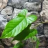 Kép 3/7 - Anthurium balaoanum