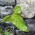 Kép 6/7 - Anthurium balaoanum