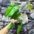 Kép 4/7 - Anthurium balaoanum