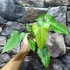 Kép 5/7 - Anthurium balaoanum