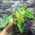 Kép 7/7 - Anthurium balaoanum
