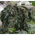 Kép 1/12 - Anthurium 'Big Bill'