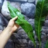 Kép 4/12 - Anthurium 'Big Bill'