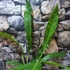 Kép 12/12 - Anthurium 'Big Bill'
