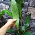 Kép 3/12 - Anthurium 'Big Bill'