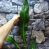 Kép 6/12 - Anthurium 'Big Bill'
