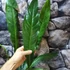 Kép 8/12 - Anthurium 'Big Bill'