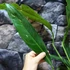 Kép 9/12 - Anthurium 'Big Bill'