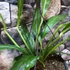 Kép 10/12 - Anthurium 'Big Bill'