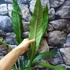 Kép 11/12 - Anthurium 'Big Bill'