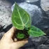 Kép 3/10 - Anthurium 'Silver Blush'