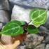 Kép 4/10 - Anthurium 'Silver Blush'