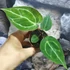 Kép 5/10 - Anthurium 'Silver Blush'