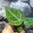 Kép 6/10 - Anthurium 'Silver Blush'