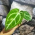 Kép 2/10 - Anthurium 'Silver Blush'