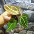 Kép 7/10 - Anthurium 'Silver Blush'