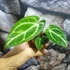 Kép 9/10 - Anthurium 'Silver Blush'