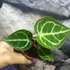 Kép 10/10 - Anthurium 'Silver Blush'