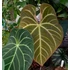 Kép 13/16 - Anthurium magnificum