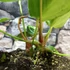Kép 4/10 - Anthurium 'Crystal Hope'
