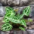 Kép 1/10 - Anthurium 'Crystal Hope'