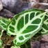 Kép 6/10 - Anthurium 'Crystal Hope'