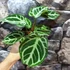 Kép 3/10 - Anthurium 'Crystal Hope'