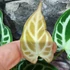 Kép 8/10 - Anthurium 'Crystal Hope'