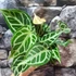 Kép 9/10 - Anthurium 'Crystal Hope'