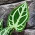 Kép 10/10 - Anthurium 'Crystal Hope'