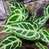 Kép 2/10 - Anthurium 'Crystal Hope'