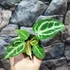 Kép 3/7 - Anthurium 'Crystal Hope'
